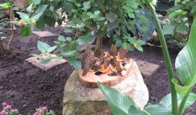 No jardim de borboletas !